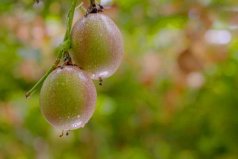 国内下饭美食纪录片前十名：《水果传》占据榜首