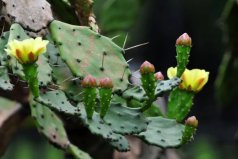 适合家中养的植物有哪些？盘点适合家里养的5种植物